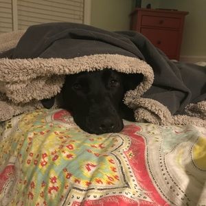 Meet your Posher, Shelley